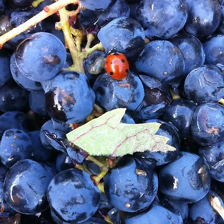 Gospodarstwo wiejskie Do Valbom E Cuco