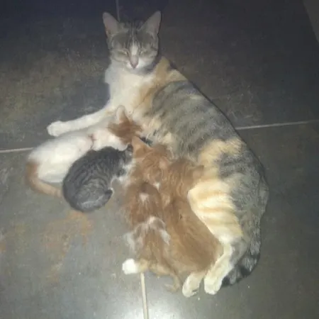 Do Valbom E Cuco * Torre De Moncorvo