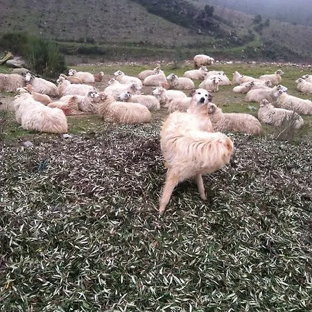 Gospodarstwo wiejskie Do Valbom E Cuco *