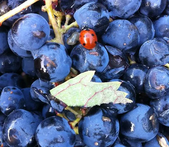 カントリーハウス Do Valbom E Cuco