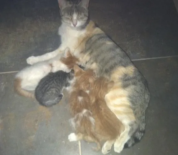 Do Valbom E Cuco * トーレ・デ・モンコルヴォ