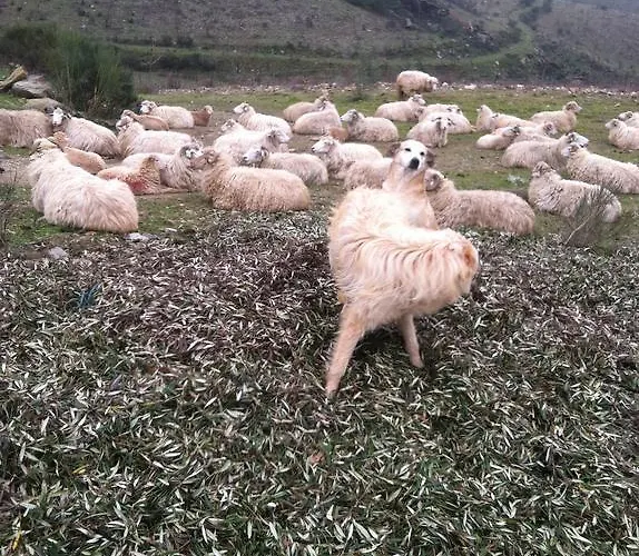 カントリーハウス Do Valbom E Cuco *