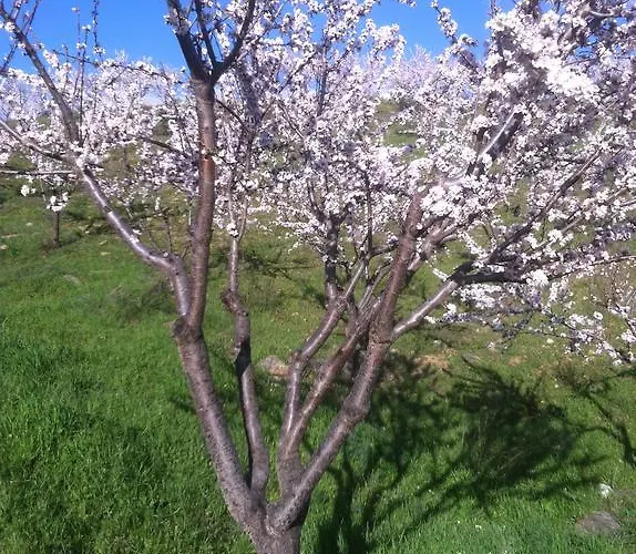 Do Valbom E Cuco 토레드몽코보